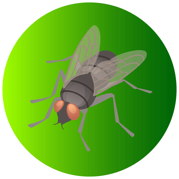 Fly Icon - Pest Defence