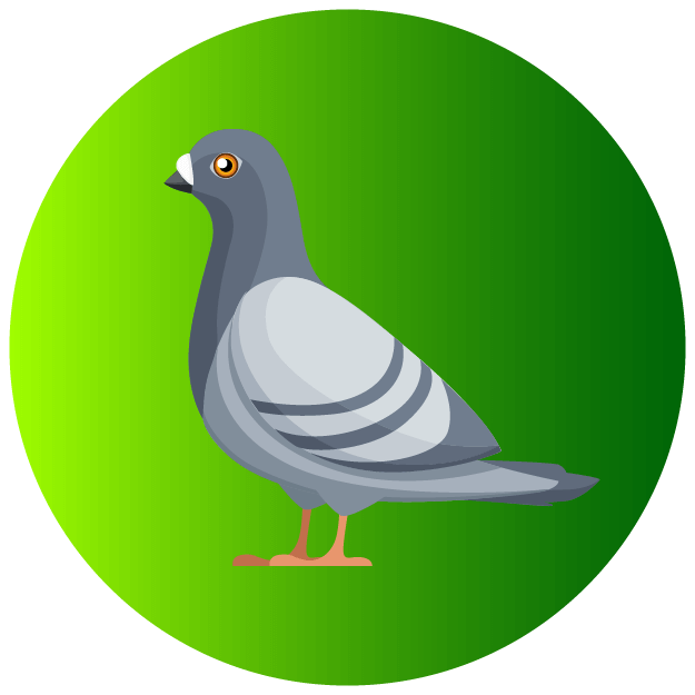 Pigeon Icon - Pest Defence