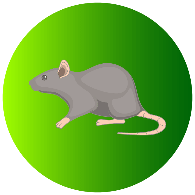 Rats Icon - Pest Defence