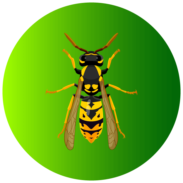 Wasp Icon - Pest Defence