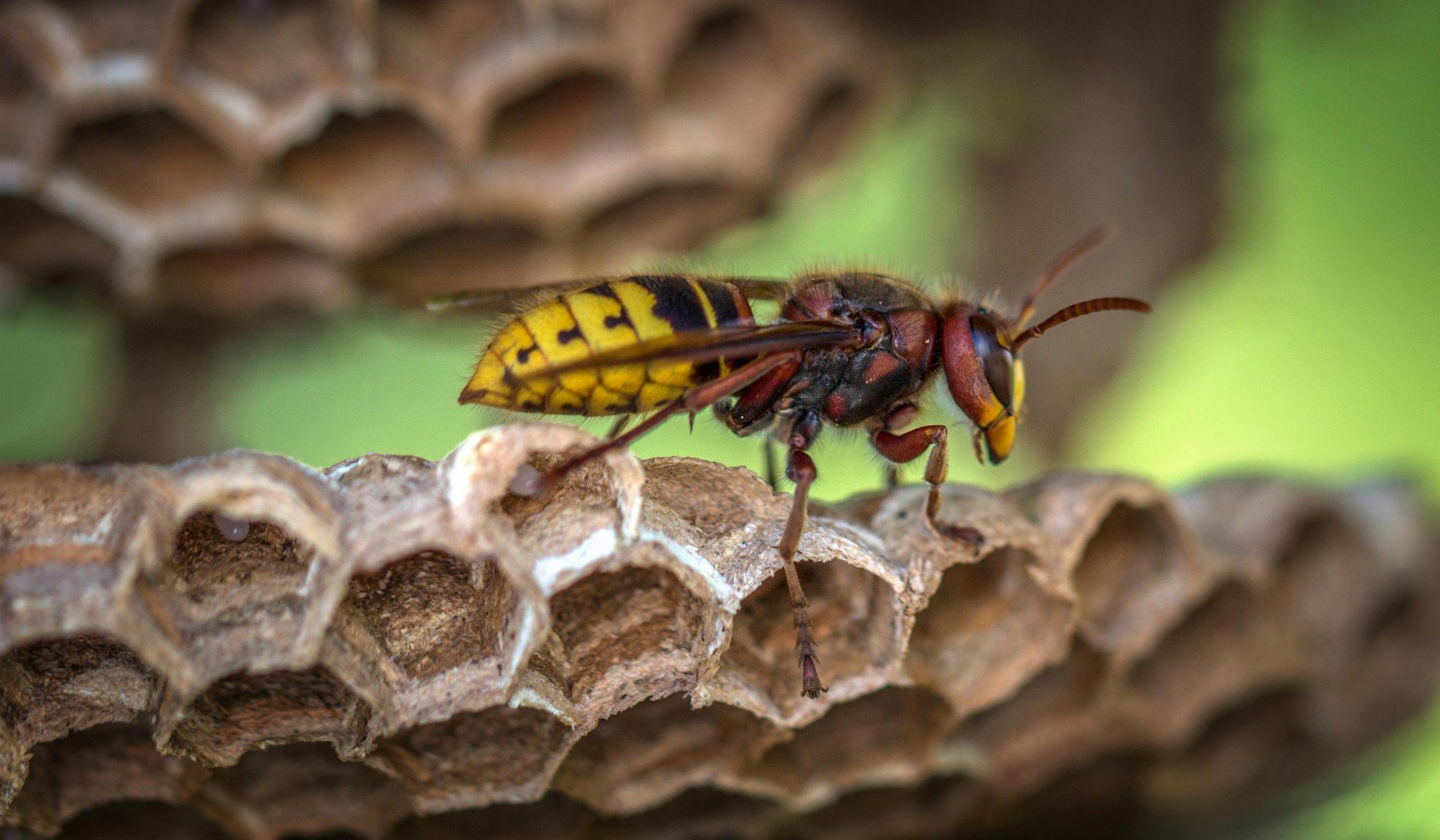 what smells do wasps hate