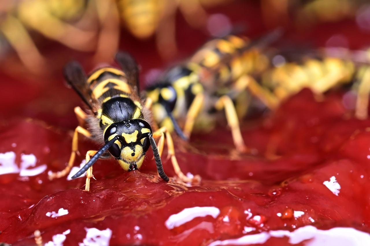 smells wasps 